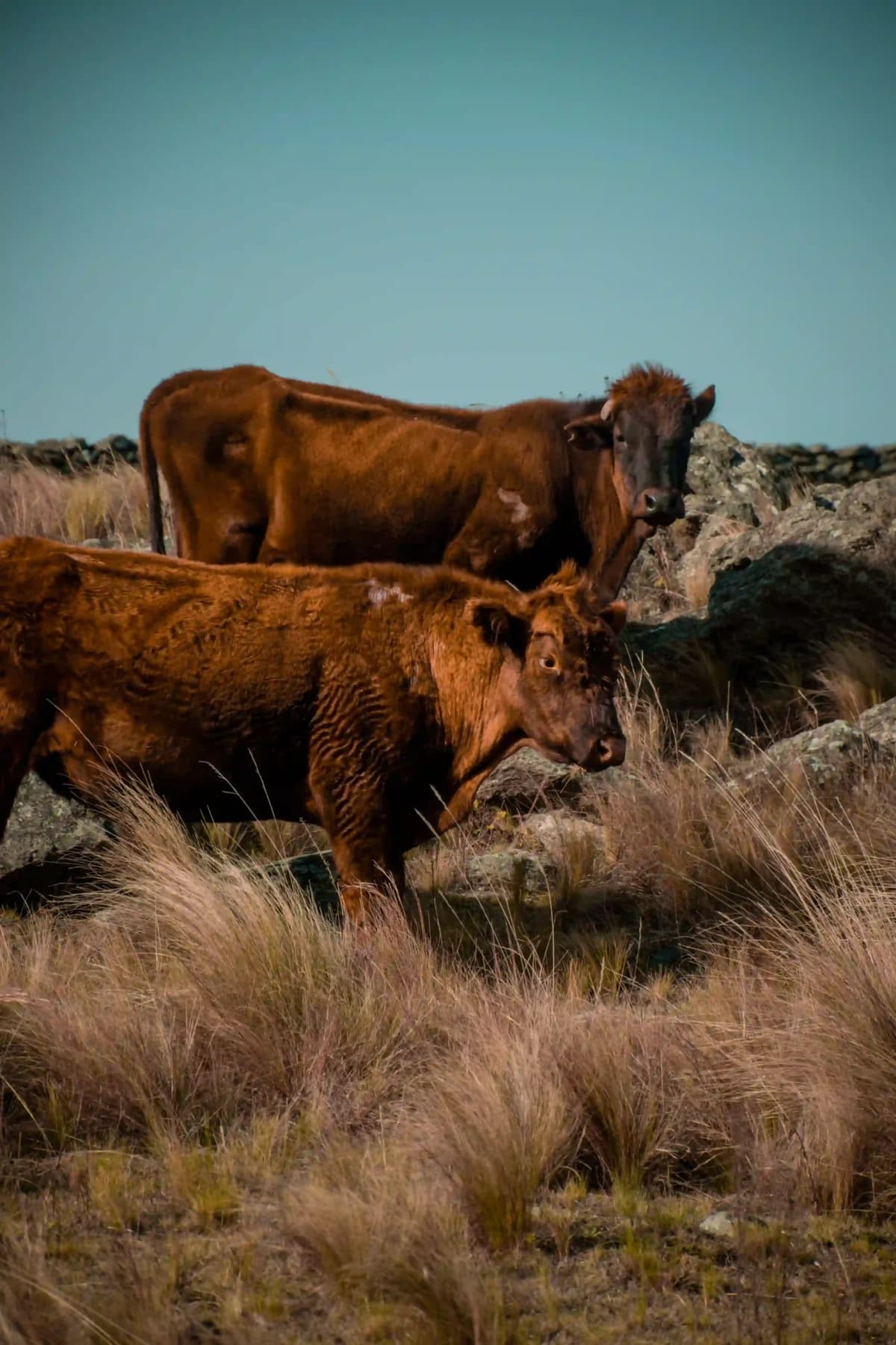 argentine cows