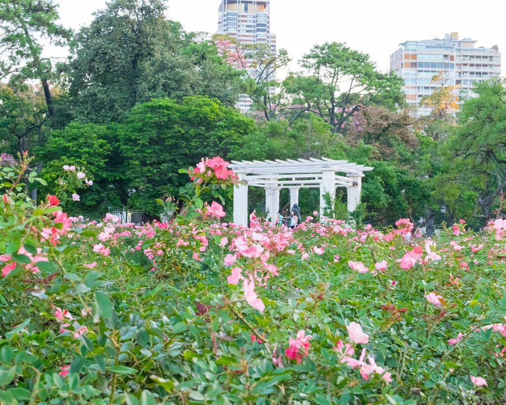 Blooming pink roses in Buenos Aires Rose Garden El Rosedal.