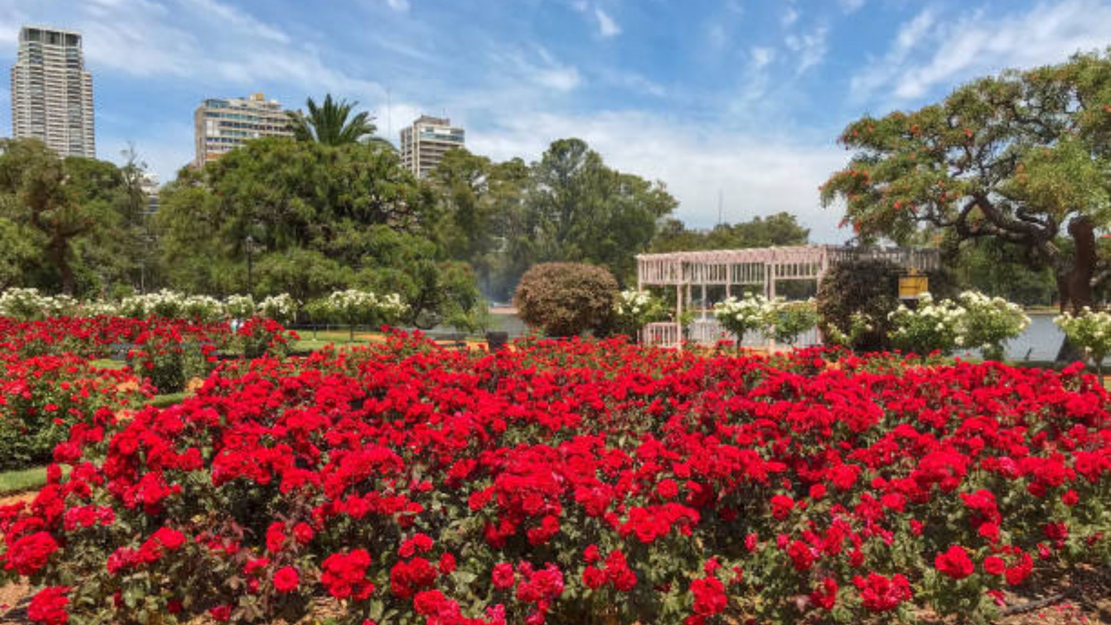 Explore the Palermo Rose Garden and take the best photos.